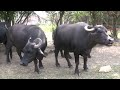 ФЕРМА БУЙВОЛОВ И НЕ ТОЛЬКО (Water buffalo farm - Zakarpattya Region of Ukraine)
