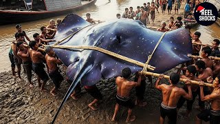 The Hunt for Giant Stingrays: Asia’s Most Dangerous Tradition | Fishing Documentary