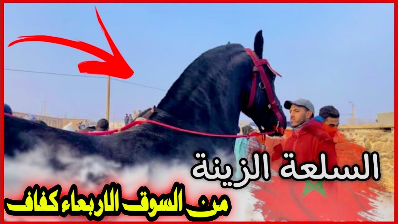 اجواء الاربعاء الكفاف بتأريخ 10/1/2024.دخلو خيول في المستوى سوق ناعس 🥱 الله يرحم فينا يارب 🤲