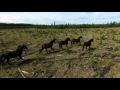 Flowing Manes of Alberta Wild Horses