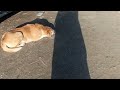 #dogs #viralpost #trending2026 #funnydogs #petlovers #naturelovers #cutedogs #animals #amazingvi