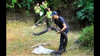 THẢ RẮN HỔ CHÚA 21KG VÀO RỪNG - RELEASE THE KING COBRA 21KG 4 METERS VIETNAM