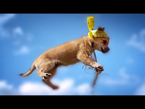 Flying Kittens vs. Flying Puppies (Slow Motion Battle)
