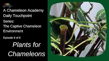 Plants for Chameleon Cages