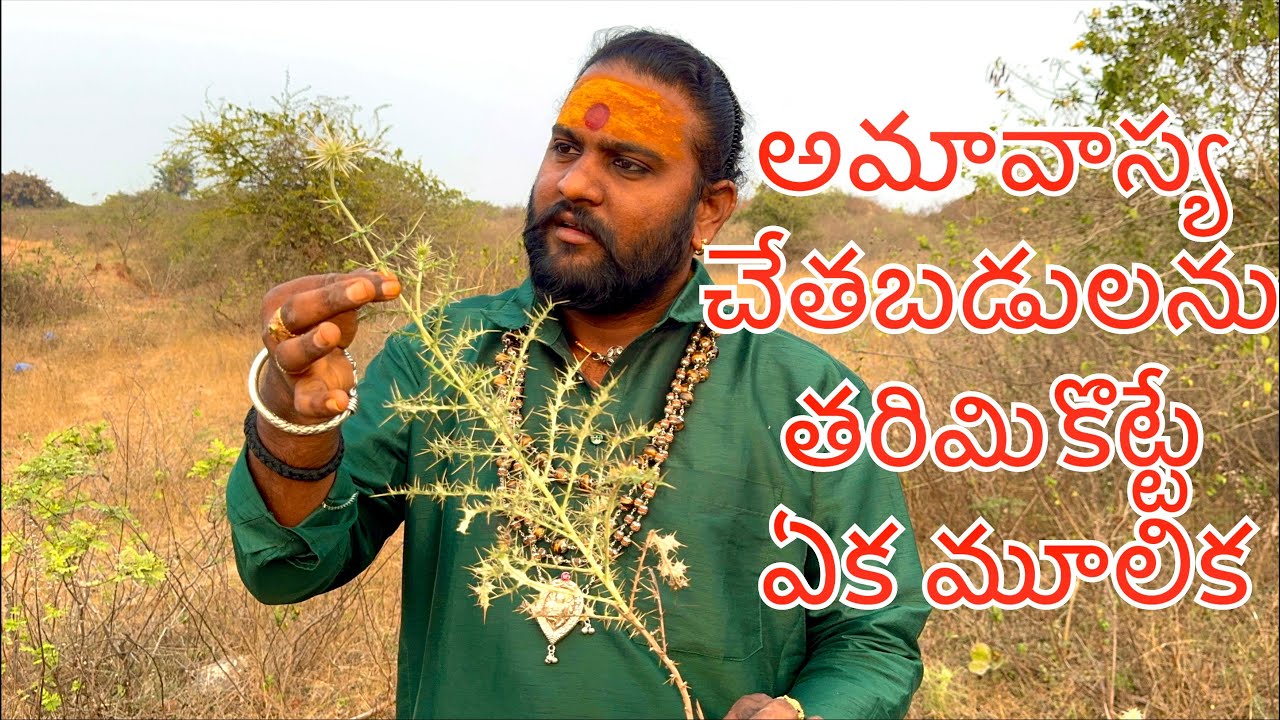 అమావాస్య చేతబడులను తరిమికొట్టే ఏక మూలిక 