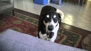 Dog Wants a Kitty by Talking Animals 43,708,340 views 11 years ago 1 minute, 36 seconds