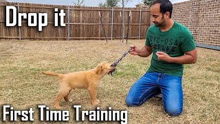 Training 'Drop it' Command to my 9 Weeks old Puppy | First Time Training