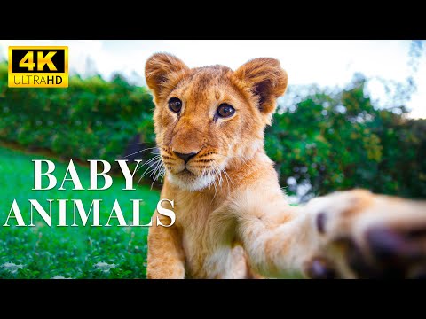 Young Wild Animals With Relaxing Music, Music For Those Who Need To Relax, Baby Animals 4K