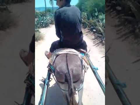 قصريني يستمع لاغنية الشاب بشير ماني ماني