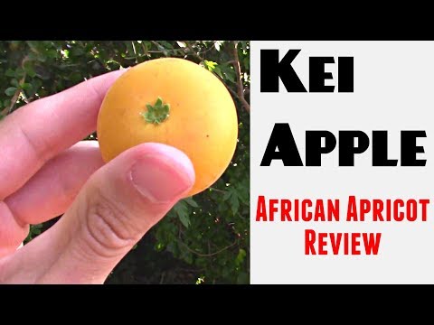 Kei Apple: The African Apricot - Weird Fruit Explorer Ep 262