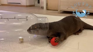 カワウソと大きな哺乳瓶　Otters and big feeding bottle