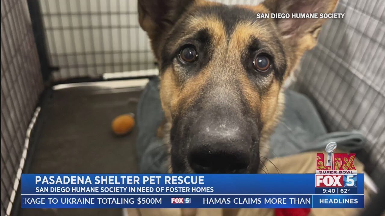 San Diego Humane Society in need of foster homes after accepting LA dogs