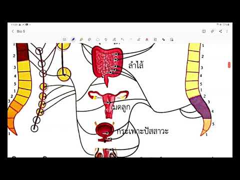 Bio5 ep8. ระบบประสาทอัตโนวัติ (ซิมพาเทติก-พาราซิมพาเทติก)