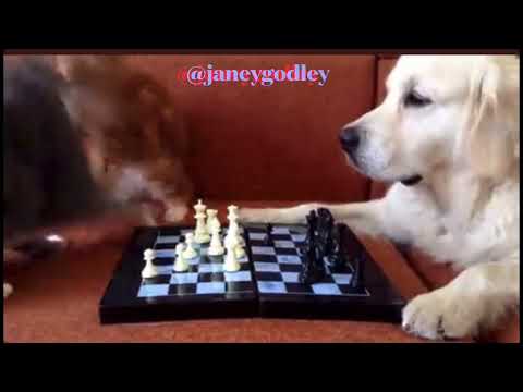 Dogs playing chess
