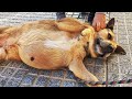 WE RESCUE a street dog with SOMETHING MASSIVE inside his chest !