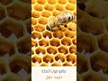 ماهو صوت النحلة 