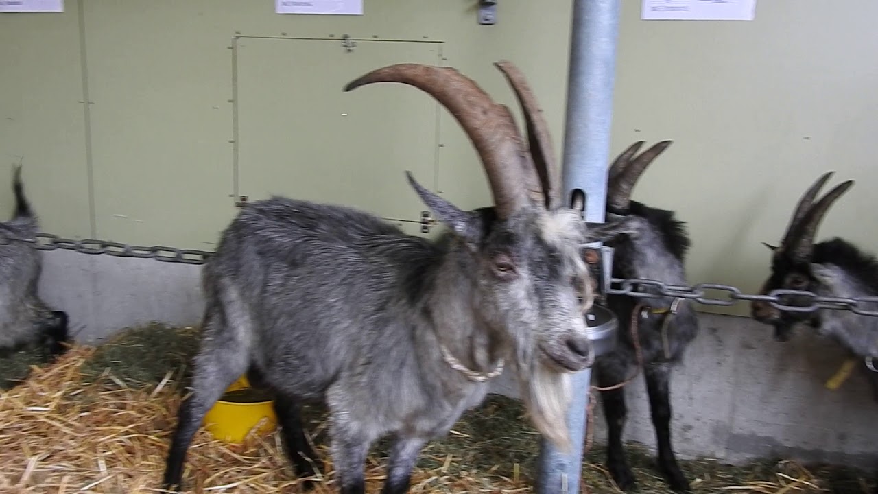 角が立派な灰色のヤギ Goat Capra Grigia 16 1001 Youtube