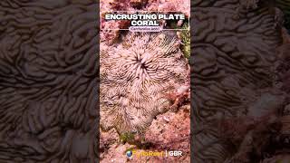 Rare Coral Alert! Cantharellus jebbi #shorts #coral #rare #nature