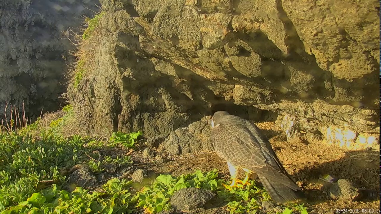 3-24-19 Anacapa Peregrines- Both At The Eyrie- Male Flies Off