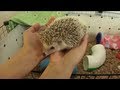 Cleaning the Hedgehog's C&C Cage