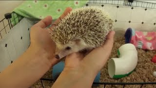 Cleaning the Hedgehog's C&C Cage by SnowdropHedgie 83,699 views 11 years ago 5 minutes, 52 seconds