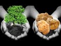 Growing truffles  4 easy ways to get started
