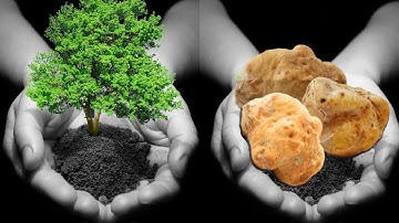 Growing Truffles - 4 Easy Ways to Get Started