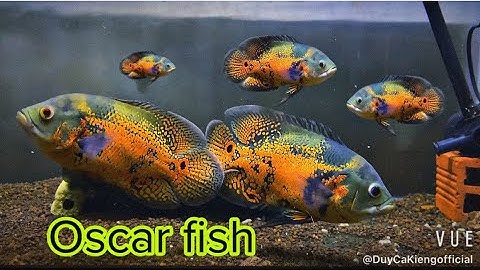 Cá Tai Tượng Châu Phi Cá Săn Mồi Giá Rẽ Siêu Đẹp