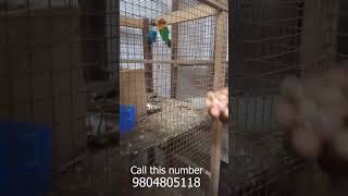 Hand fed lovebirds for sale🐣