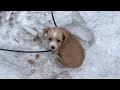 Froid 9c les pattes du chiot taient engourdies et il tait assis tremblant au bord de la route