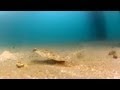 カレイのアオイソメ捕食シーン！！24cmと25cmが釣れました【水中映像】