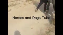 Awesome : Grey Draft Horse in Action