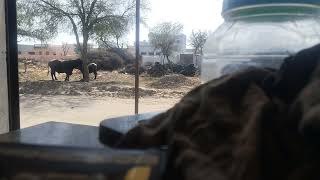 Amazing Bull And Buffalo Mating