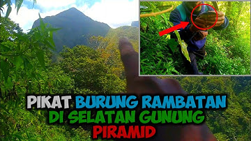 🔴 PIKAT BURUNG RAMBATAN DI SELATANNYA GUNUNG PIRAMIT HASILNYA MEMUASKAN!!!