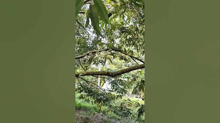 严重菌病的树还来了那么多花苞 #榴梿种植 #duriantree #榴梿 #natural#猫山王榴梿 #黑刺榴梿 #durian #热带雨林 #热带雨林 #水果之王 #马来西亚榴梿 - 天天要闻