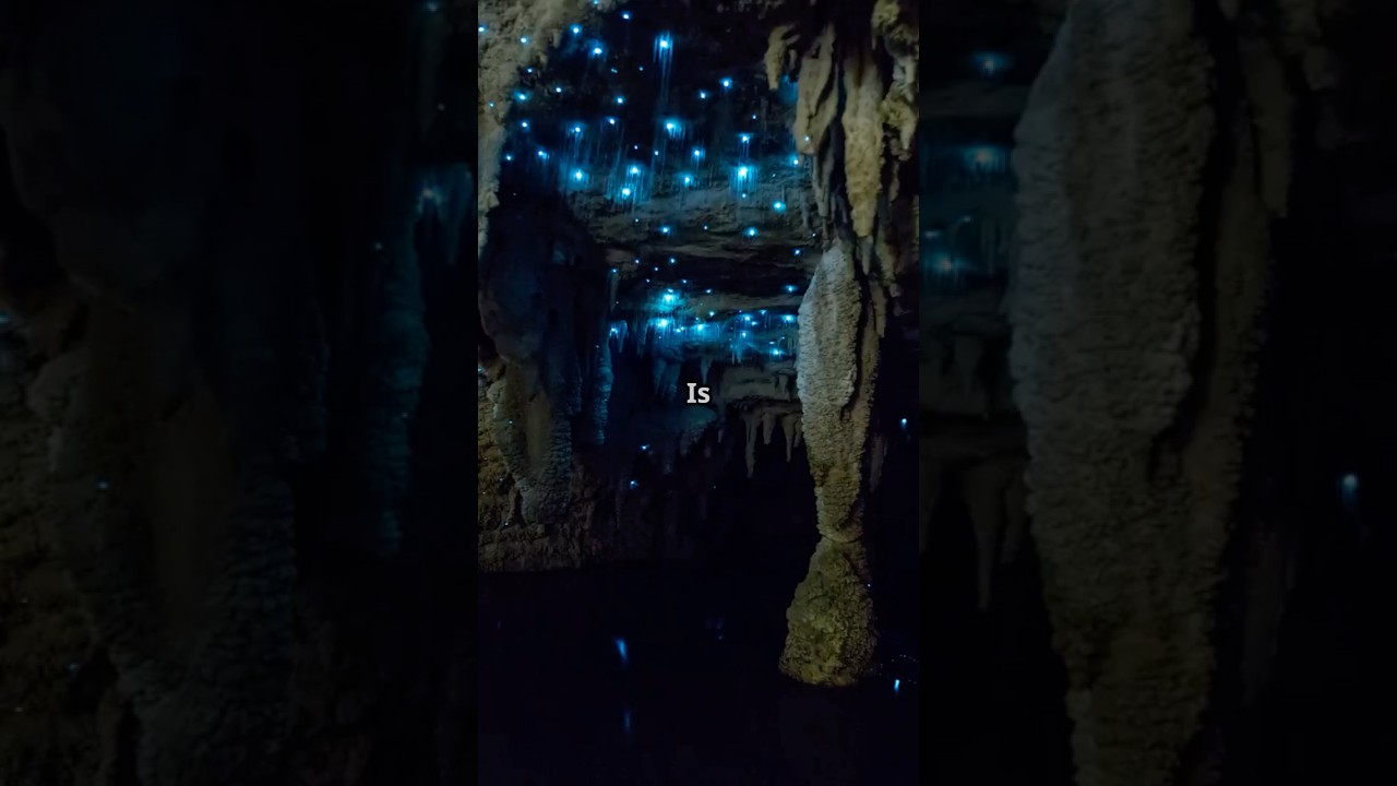 "Glowworms or Stars? Wait Till You See This! 🌌"