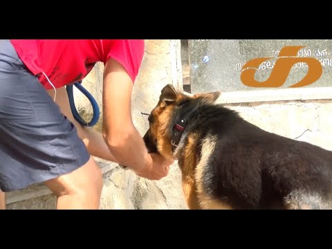 მოწყურებული ძაღლი და პატრონის რეაქცია