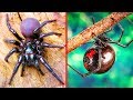 أخطر ٩ عناكب في العالم