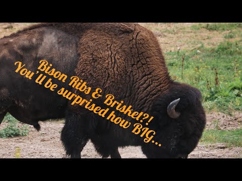 Bison.Beef. & BIG Announcement!