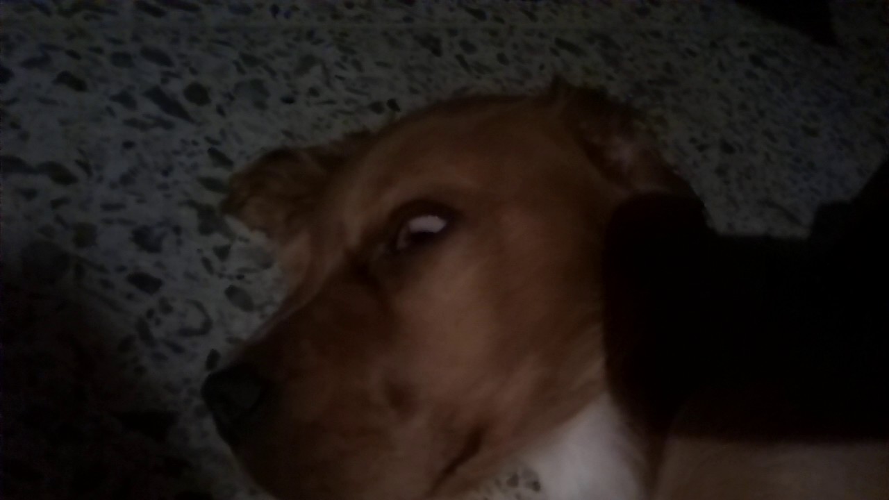 Puppy eye movements during REM sleep YouTube