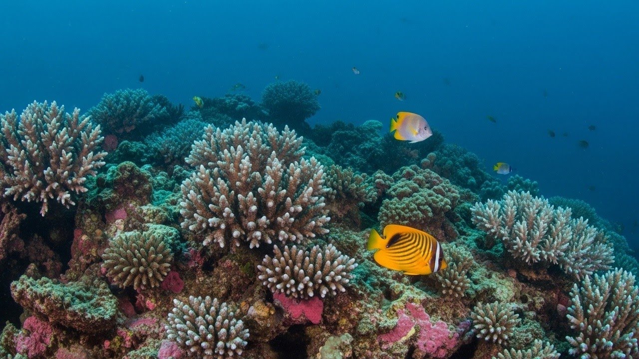 Tranquil Ocean Ambience and Relaxing Ocean Ambience for Deep Relaxation