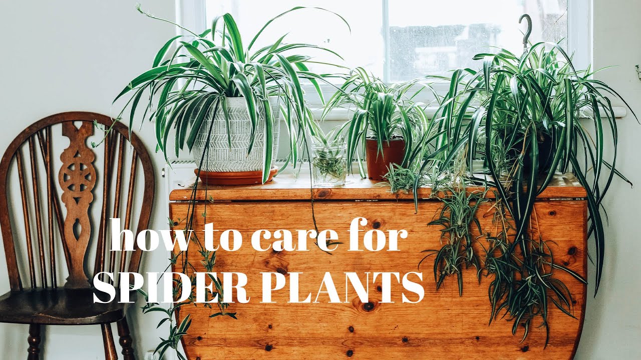 Caring for your Spider Plant (Chlorophytum Comosum) – Ana Hana Flower