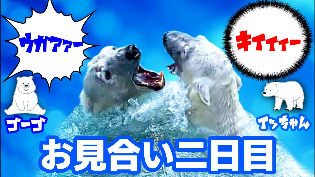 ホウちゃん誕生の原点がここにある！【シロクマ Love story-16】ゴーゴの態度にムカついたイッちゃんは力づくで話すことを決心するが・・・