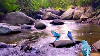 Detoksifikasi Mental,Suara Air Menenangkan dan Nyanyian Burung untuk Relaksasi Pikiran.ASMR