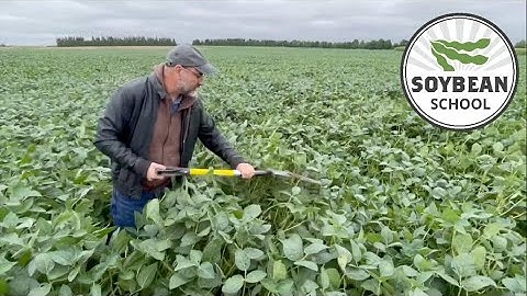 Soybean School: Feeding a hidden hunger for nitrogen