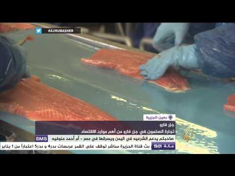 سمك السلمون في جزر فارو بدءا من صيده انتهاء لتصديره إلى روسيا