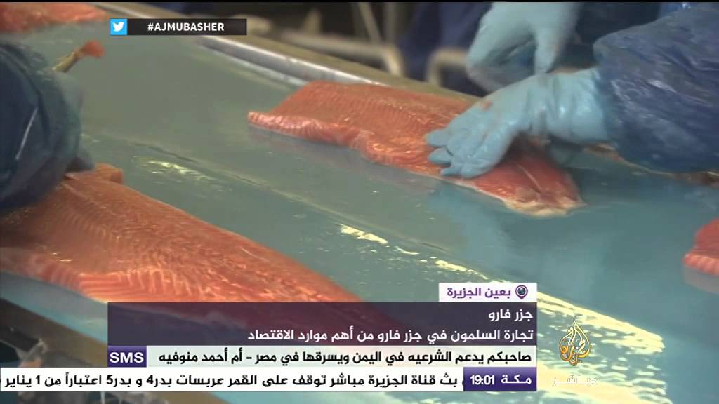 سمك السلمون في جزر فارو بدءا من صيده انتهاء لتصديره إلى روسيا