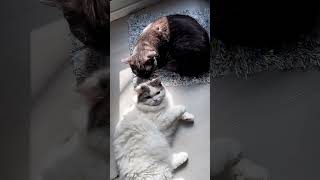 Adorable Scottish Fold Kittens Show Overflowing Maternal Love! ...