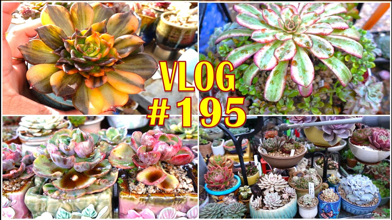 GIVE IT SEAWEED | VLOG #195 - Growing Succulents with LizK