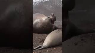 The Lovely Sounds Of Elephant Seals In Valdes Peninsula, Argentina